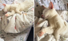 How Owner Wakes Up Deaf Cat to Let Her Know She’s Home Has People in Tears
