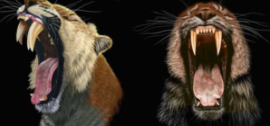 Saber-Toothed Tigers’ Skulls Reveal How They Grew Their Fangs