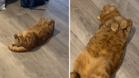 Dramatic Pet Pretends to Be Dead ‘Every Day’ for the Most Cat Reason Ever