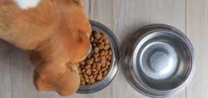 Dog Food Recall Sparks Warning For Pet Owners