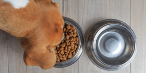 Dog Food Recall Sparks Warning For Pet Owners