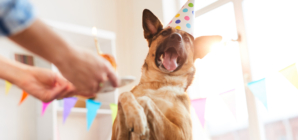 Dog Breed Reveal Party Delights Internet: ‘100 Percent Good Boy’