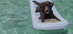 Dog ‘Living Best Life’ in Pool While Owner Cleans Has Internet in Stitches