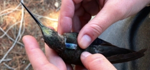 Researchers Solve 200-Year Mystery by Putting Mini Backpacks on Birds