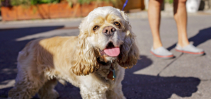 162-Degree Blacktop Reading Rings Alarm for Pet Owners