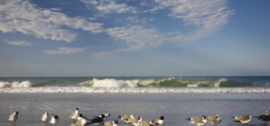 Birds Washing Ashore in Florida Sparks Concern: ‘That’s A Lot’