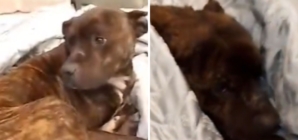 Stray Dog Takes Refuge on Store Bed, Worker’s Reaction Melts Hearts