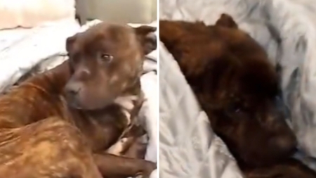 Stray Dog Takes Refuge on Store Bed, Worker’s Reaction Melts Hearts