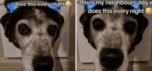 Disbelief at Where Woman Finds Neighbor’s Dog: ‘Does This Every Night’