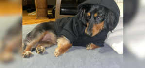 Dog’s Reaction to Specific Word Delights Internet: ‘A Dachshund Thing’