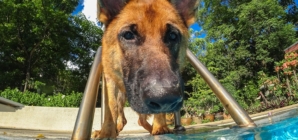 Dog Who Loves Swimming Finally Gets Backyard Pool: ‘Living His Best Life’