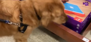 Rescue Dog From China Who ‘Never Played’ Before Picks Out First Ever Toy