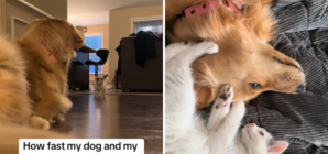 Golden Retriever Slowly Learning to Love Sick Kitten Melts Hearts