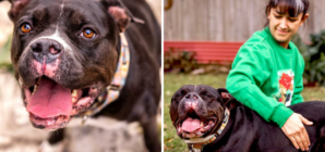 Stressed Dog Who Self-Harms Back in Shelter After One Year With Foster