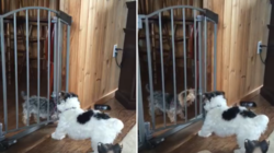 Dog Helping His Friend Escape Baby Gate Wins Pet of the Week