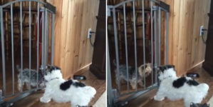 Dog Helping His Friend Escape Baby Gate Wins Pet of the Week