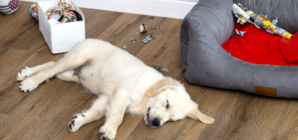 Dog Trying To Include Toy in Daily Routine Melts Hearts: ‘His Real Bestie’