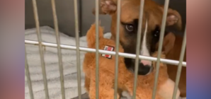 Face of Puppy Adopted Then Returned for Not Being Potty Trained: ‘Teach Me’