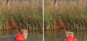 Adorable Tiger Cuddles Ball: ‘I Could Watch This All Day!’