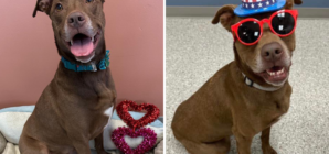 Face of Dog Who Spent 824 Days in Shelter After Being Adopted: ‘That Smile’