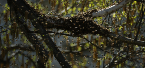 Swarm of Bees Kill Two Horses, Sting Man 200 Times