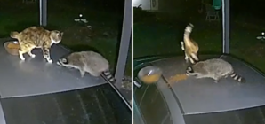 Watch Cat and Raccoon Go Head to Head Over Bowl of Food: ‘Traumatized’