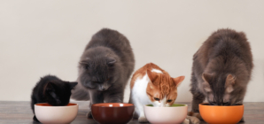 Cat Taste Testers Recruited to Make Better Kibble for Fussy Felines