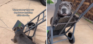 Dog Who ‘Loves Anything With Wheels’ Obsessed With Trolley in Viral Video