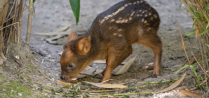 World’s Smallest Deer Species Set to Win Hearts at New York Zoo