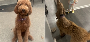 Husband Convinces Wife He Can Groom Goldendoodle—Result Backfires Miserably