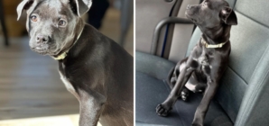 Jaws Drop Over Photos of Rare Chihuahua and Black Lab Mix, the ‘Chibrador’