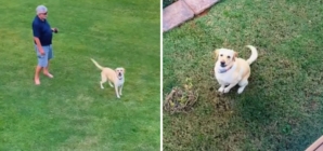 Watch ‘Best Friend’ Labrador’s Reaction to Seeing Owner After 2 Days Apart