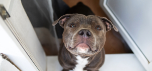 Dog’s Reaction Every Time She Hears Mom Coming Home Melts Hearts