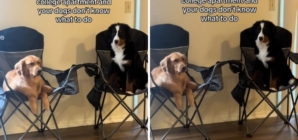 Owner Moves Out, Sparks ‘Utter Confusion’ As Dogs Don’t Know Where To Sit