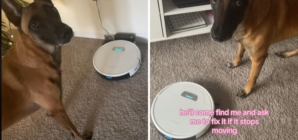 Dog Appoints Himself ‘Manager’ of Cleaning After Owner Buys Robot Vacuum