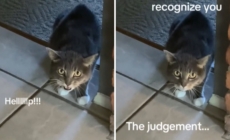 Woman Gets Drastic Haircut, Cat’s Reaction Is Priceless: ‘Judgement’