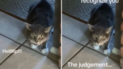 Woman Gets Drastic Haircut, Cat’s Reaction Is Priceless: ‘Judgement’