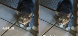 Woman Gets Drastic Haircut, Cat’s Reaction Is Priceless: ‘Judgement’