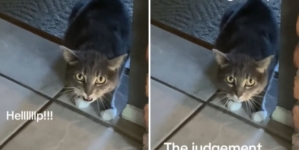 Woman Gets Drastic Haircut, Cat’s Reaction Is Priceless: ‘Judgement’