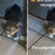 Woman Gets Drastic Haircut, Cat’s Reaction Is Priceless: ‘Judgement’