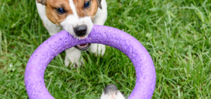 Jack Russell Making Clear He Won’t Share His Toy Has Internet in Stitches