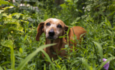 Senior Pup ‘Working Up the Courage’ to Walk Through Dog Park Melts Hearts