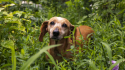 Senior Pup ‘Working Up the Courage’ to Walk Through Dog Park Melts Hearts