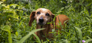 Senior Pup ‘Working Up the Courage’ to Walk Through Dog Park Melts Hearts