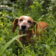 Senior Pup ‘Working Up the Courage’ to Walk Through Dog Park Melts Hearts