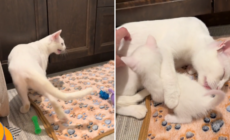 Listen to How Deaf Cat Calls Out to Her Kittens for Milk in Emotional Video