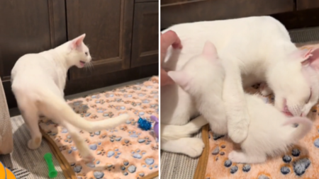 Listen to How Deaf Cat Calls Out to Her Kittens for Milk in Emotional Video