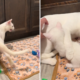 Listen to How Deaf Cat Calls Out to Her Kittens for Milk in Emotional Video