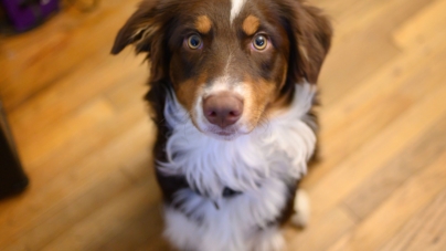 Australian Shepherd Who ‘Loves His Job’ Herds Dog Brother Instead of Sheep