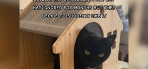 Woman Decides To Donate Toy Cat Ignored, Then Pet Throws a Curveball